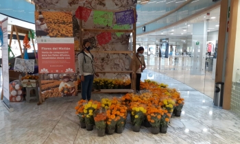 Arranca venta de flor de cempasúchil en centros comerciales de la ciudad